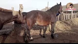 The best horse video of panjab Pakistan  Horse Mittng 2024 [upl. by Setiram270]