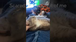 💤💤💤cat funny funnyvideo usa [upl. by Ochs]