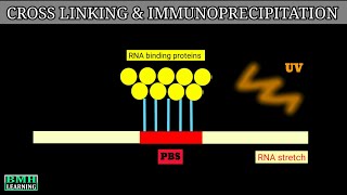 Cross Linking And Immunoprecipitation  Clip Technique  CLIP [upl. by Akili]