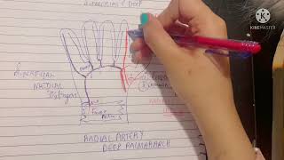 Deep Palmar Arch  Radial Artery Deep Palmar Branch  Anastomotic Channels of hand [upl. by Nunciata]