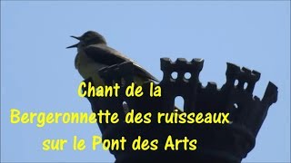 Chant de la bergeronnette des ruisseaux sur le Pont des Arts 19 mai 2018 [upl. by Loreen]