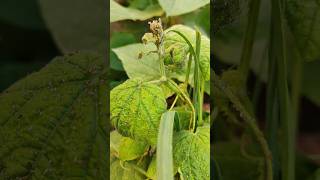 How to control aphids farming howtogrowwintervegetables fruitplants gardening garden [upl. by Sharpe]