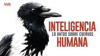 10 DATOS CURIOSOS sobre la INTELIGENCIA de los CUERVOS 💡 [upl. by Eduj]