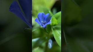 Another Bacopa Caroliniana bloom captured on time lapse [upl. by Aneloj]