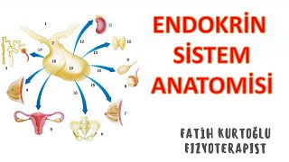 Endokrin Sistem  ANATOMİ SİSTEMLER KONU ANLATIMI 4  önlisanslisans [upl. by Camden]