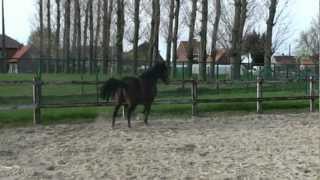 De Houtmeerschen PRODHM  Laminitis 2 After treatment [upl. by Eahcim]