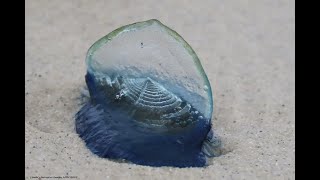 Thousands of Velella sea raft bythewind sailor little sails washed up on Asilomar Beach [upl. by Channa]