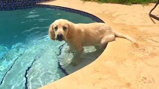 Super Cooper Sunday 8  Cooper Tries Swimming [upl. by Saire]