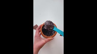 Amazing DIY Chocolate Balls Youll Love 🍫🎨 DIY foodhacks chocolate [upl. by Aicnerolf]