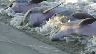 Dolphins Strand Feeding Seabrook SC [upl. by Drageruaeb239]