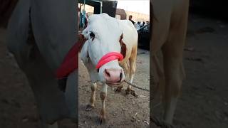 Pink 🩷 Nose Bachiya ♥️Mashallah♥️ Qurbani 2025 youtubeshorts shortvideo trending viralshorts [upl. by Else]