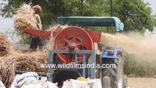 Separating wheat from the chaff  threshing machine in action [upl. by Neerol]