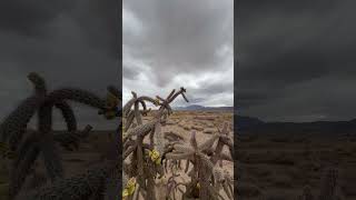 Drizzly day newmexico nature lunacounty cactus floridamountains drizzly chihuahuandesert [upl. by Caassi]