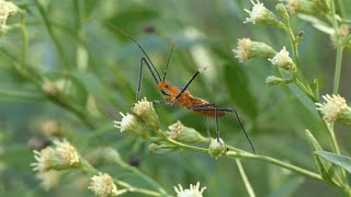 Milkweed Assassin Bugs visit Eastern Baccharis flowers [upl. by Cleavland]