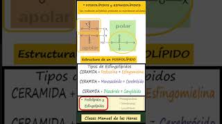 TIPOS DE LÍPIDOS BIOMOLÉCULAS BIOLOGÍA BACHILLERATO ciencia biologia cienciasnaturales [upl. by Macdougall40]