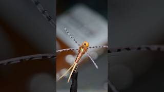 A Top Stonefly Pattern The Rocktober Stone flytyingnation flytying shorts [upl. by Ainevuol861]