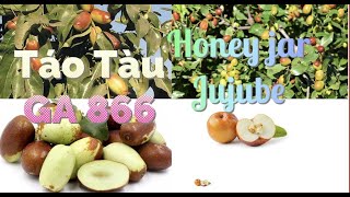 Táo Tàu GA 866Honey Jar jujubeTáo Nhật và Táo cherryso sánh hai loại táo tàuloại nào ngon nhất [upl. by Airual470]