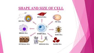 Cell shape  size and structure of Cell by GUNJAN [upl. by Anuahsar581]