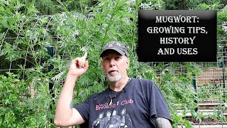 Mugwort  Growing Tips History amp Uses [upl. by Gaspard]