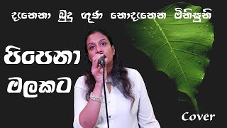 Pipena Malakata Malani Bulathsinghala  Cover by Hasanthika Kodituwakku [upl. by Aleekahs818]