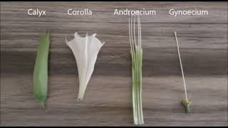 CLASS XI  PRACTICAL TO STUDY AND DESCRIBE THE FLOWERING PLANT  DATURA FAMILY SOLANACEAE [upl. by Pollerd204]