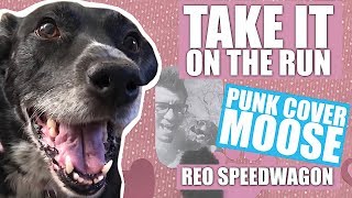 REO Speedwagon  Take It On The Run Pop Punk cover by Punk Cover Moose [upl. by Merideth87]