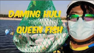 DAMING HULI QUEEN FISH [upl. by Jar]