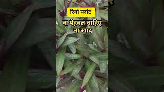 Rhoeo Plant Grown from Cuttings Without CareLow Maintenance plantRhoeo Plant [upl. by Enilecram]