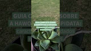 Aprenda tudo sobre a Haworthia cuspidata wwwterrariosesuculentascombr [upl. by Olathe731]