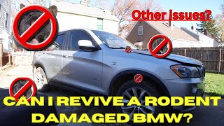 Can I fix this rodent damaged BMW [upl. by Waechter27]