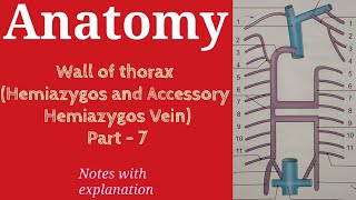 Wall of thorax Hemiazygos and Accessory Hemiazygos Vein Part 7  Anatomy  By Namita Ussara [upl. by Ardnwahsal]