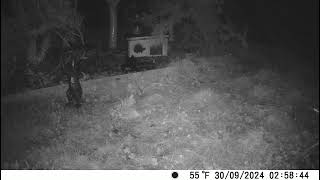 300924 Hedgehog night watch trailcamera wildlife [upl. by Anaert]