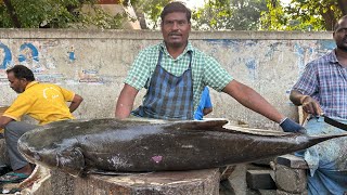 BIG GOBIA FISH 🐟 KASIMEDU ARUMUGAM AMAZING FISH CUTTING SKILLS bigfishcuttingkasimedu [upl. by Iilek]