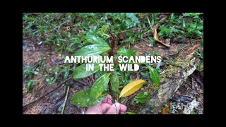 Aroids in the wild  Anthurium scandens [upl. by Naji431]