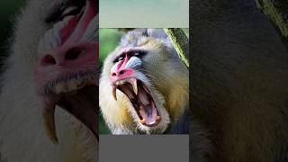 Most Dangerous Monkey In The World  Gelada Monkey  Baboons  shorts viralshorts aggressive [upl. by Ecnahc]