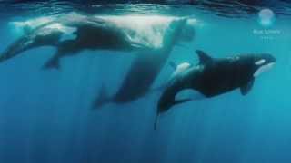 Orcas vs Sperm Whales [upl. by Nelaf837]