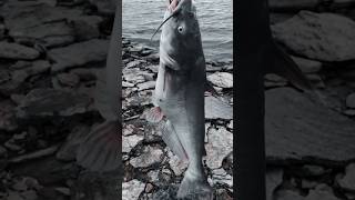 Blue catfish are moving at Kanopolis Lake kansas catfishing catfish [upl. by Weisman]