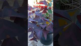 Oxalis Triangularisornamentalplantsterracegarden shorts viralshorts [upl. by Debee997]