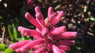 Veltheimia bracteata Forest Lily  Must see August [upl. by Aelam630]