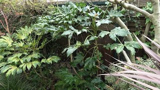 How to prune a Fatsia [upl. by Tacye]