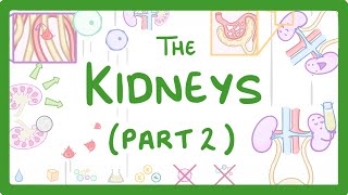 Biology  Structure of the Kidneys  Kidneys Part 23 28 [upl. by Graig]