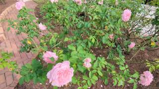 Pink Roses amp Red Roses Brighten Fall Visit by Park Avenue District Winter Park Florida [upl. by Orly248]