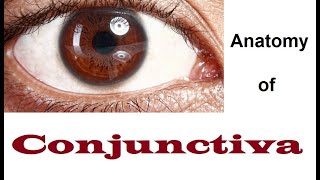 Anatomy Of Conjunctiva 12 [upl. by Nitsirc]