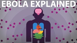 The Ebola Virus Explained — How Your Body Fights For Survival [upl. by Anderson]