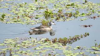 Cotton Pygmygoose 棉鴨  C0292 [upl. by Yeneffit]