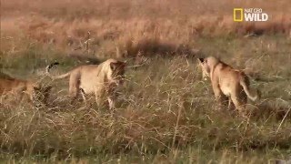 Ratel vs Lions [upl. by Ahtar]