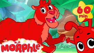 Tiger Adventures with Morphle  1 hour My Magic Pet Morphle Kids Animal Videos Compilation [upl. by Benji]