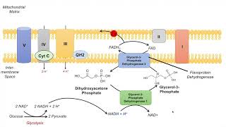 GlycerolPhosphate Shuttle  NADH Electron Transport Chain and ATP Yield [upl. by Nemzzaj]