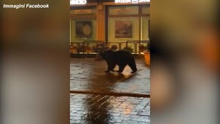 Roccaraso un orso si aggira in cerca di cibo nella città abruzzese [upl. by Eirrotal929]