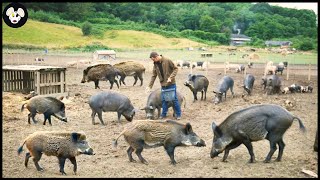 How Farmers Tame And Raise Millions Of Wild Boars  Wild Boar Farm [upl. by Plusch]